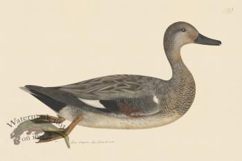 Rudbeck CFA 240 Godwall